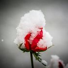 Schneerose