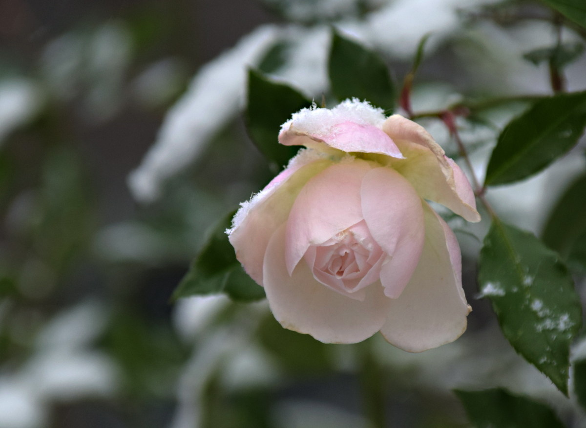 Schneerose