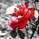 Schneerose