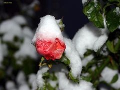 Schneerose