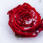 Schneerose