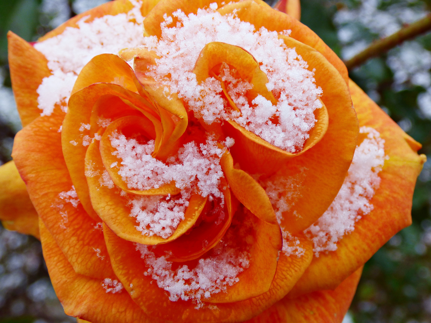 Schneerose