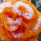 Schneerose