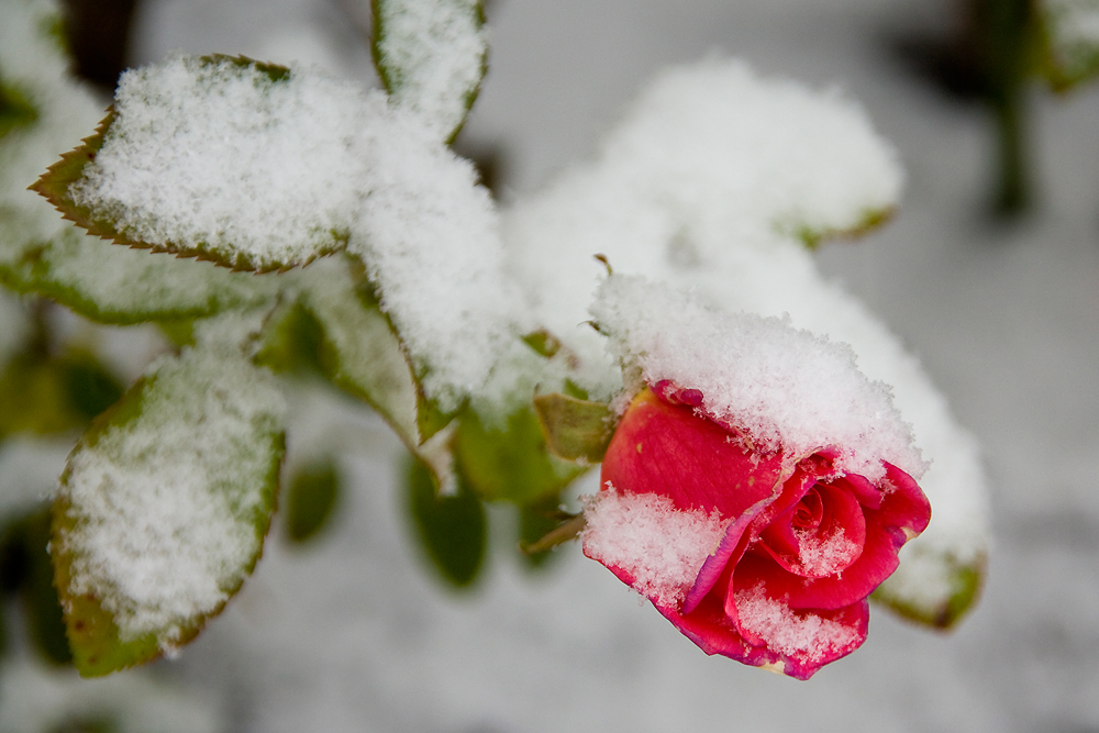 Schneerose