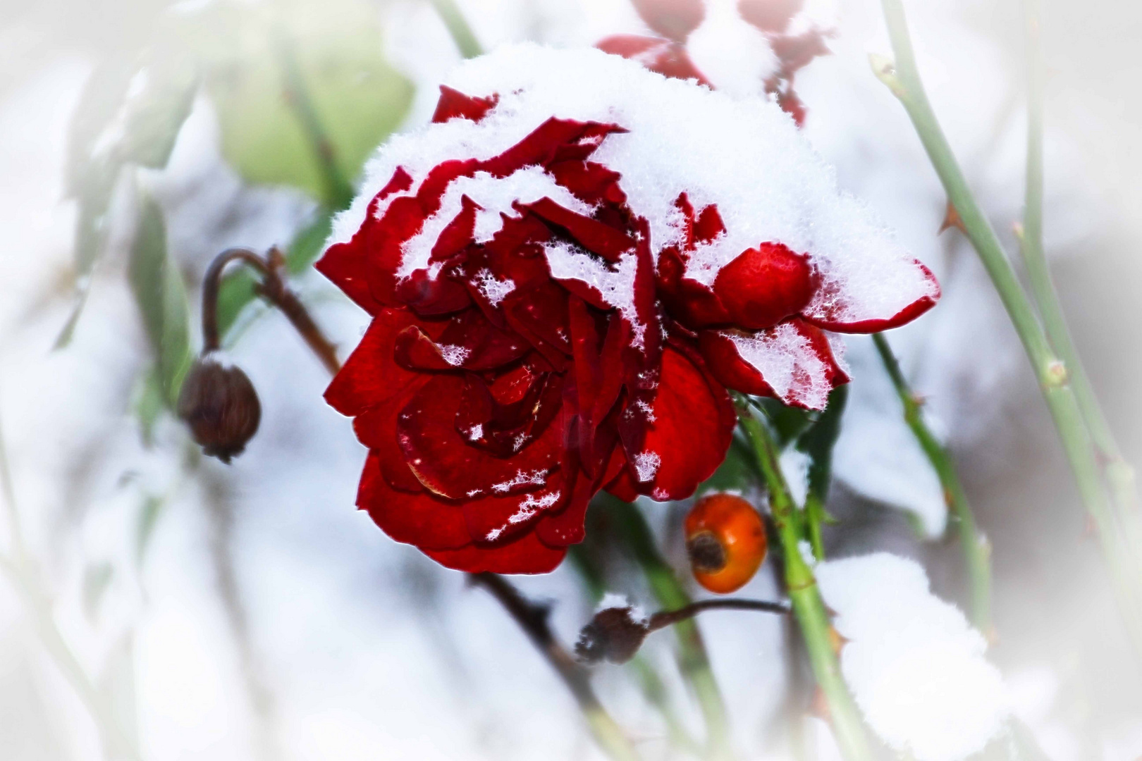 Schneerose