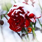 Schneerose