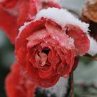 Schneerose