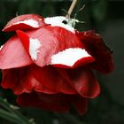 Schneerose