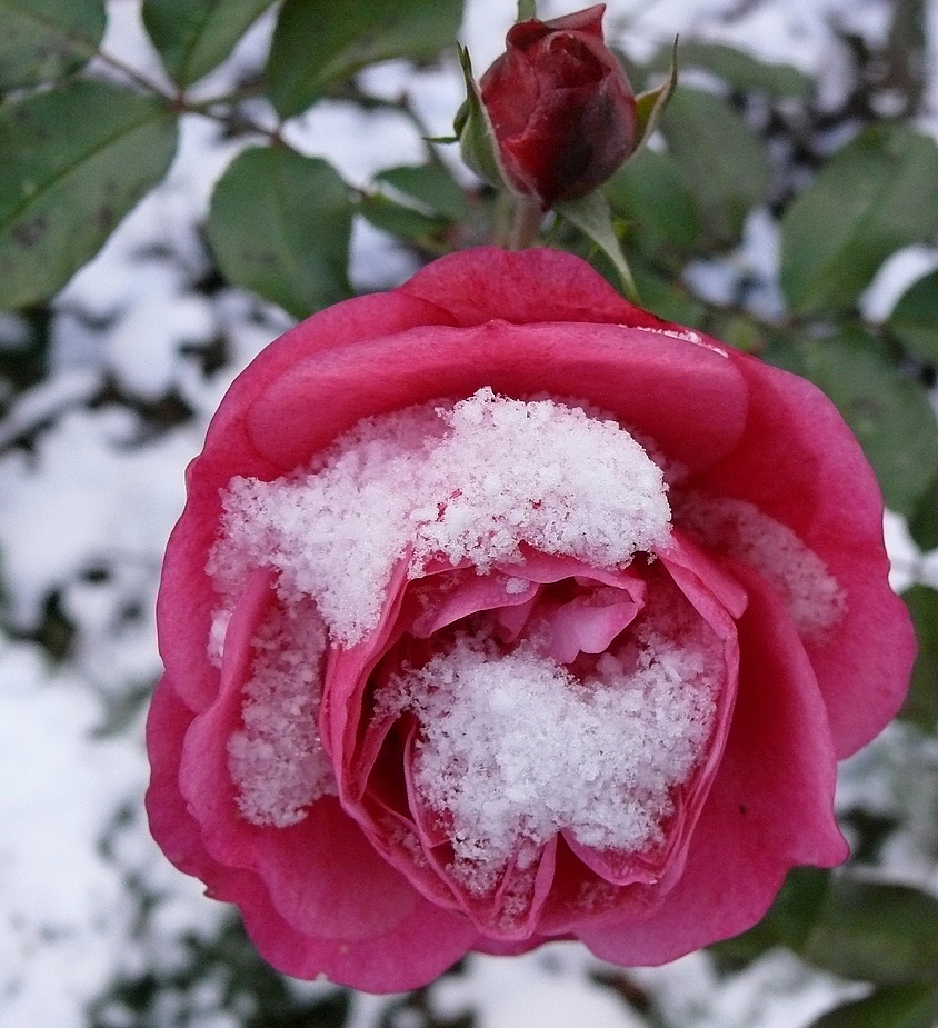 Schneerose