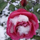 Schneerose