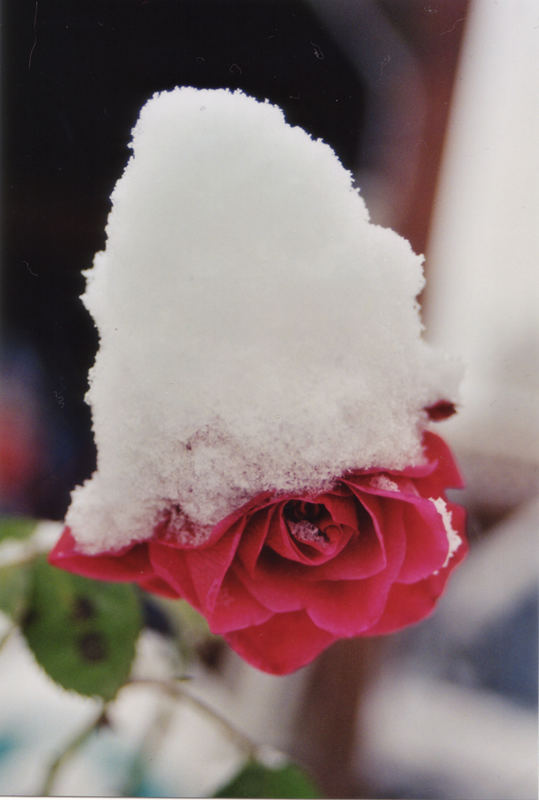 Schneerose