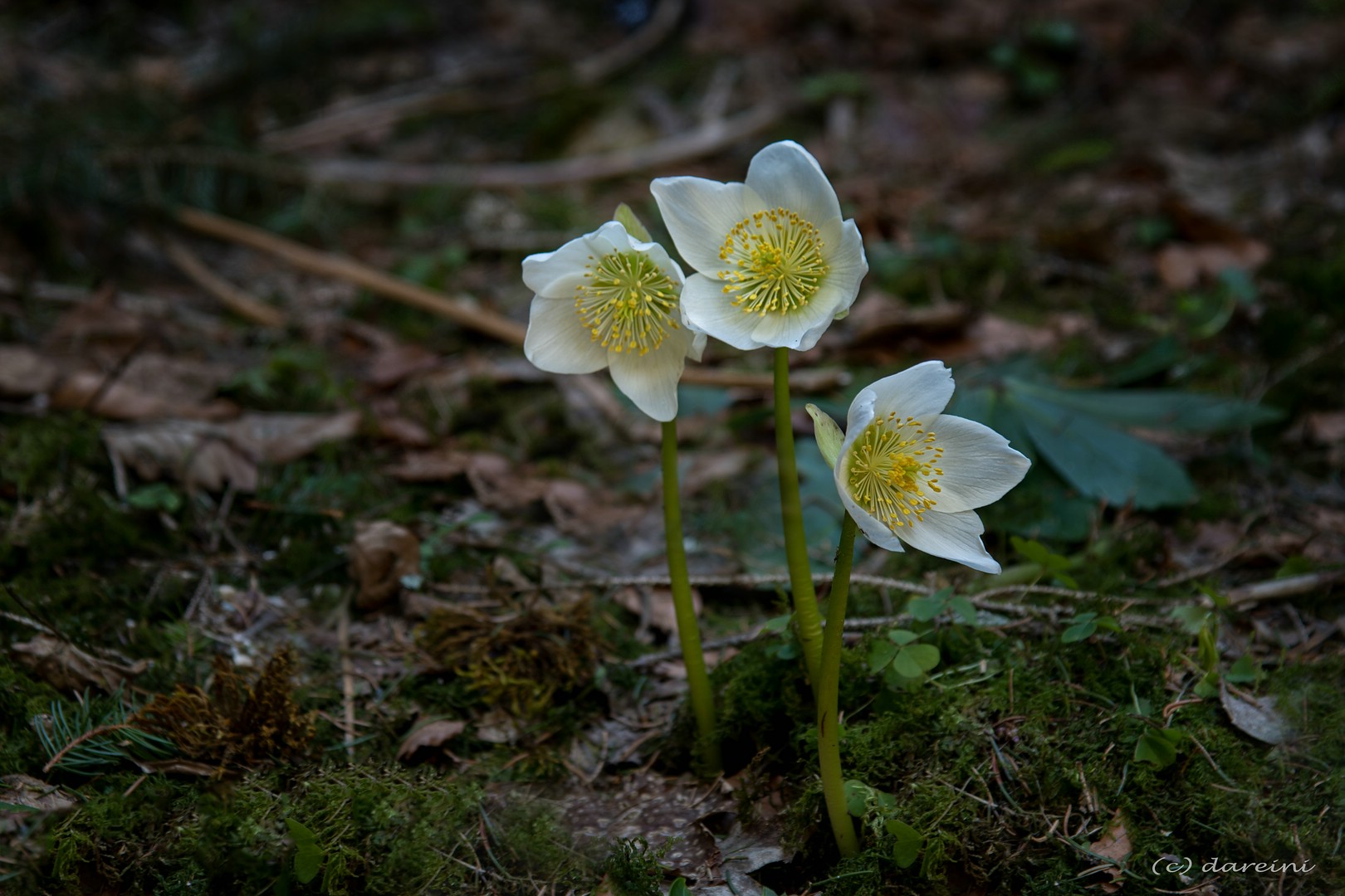 Schneerose