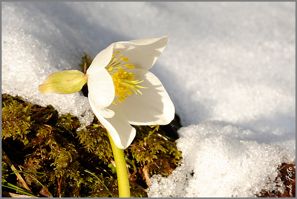 Schneerose