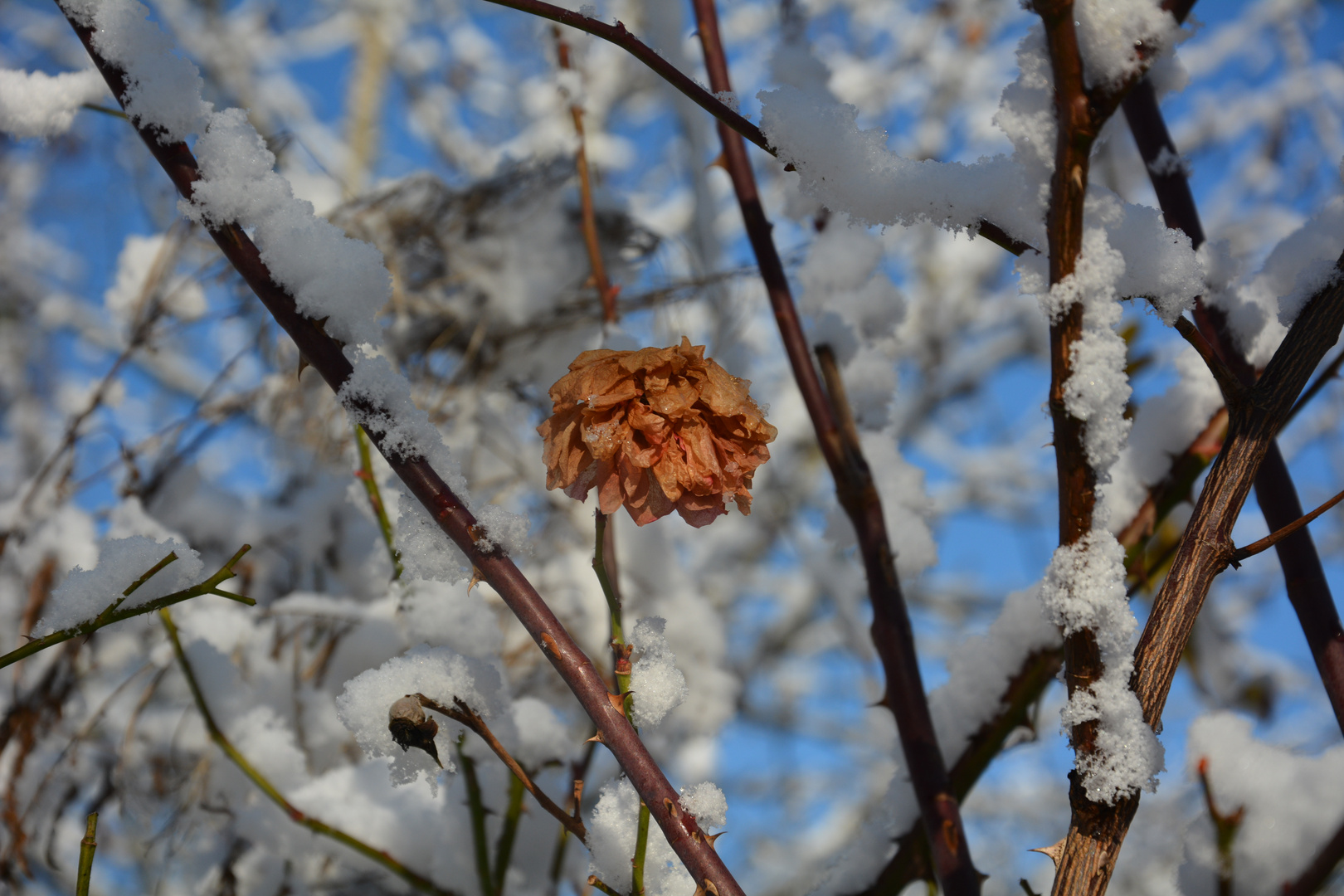 Schneerose