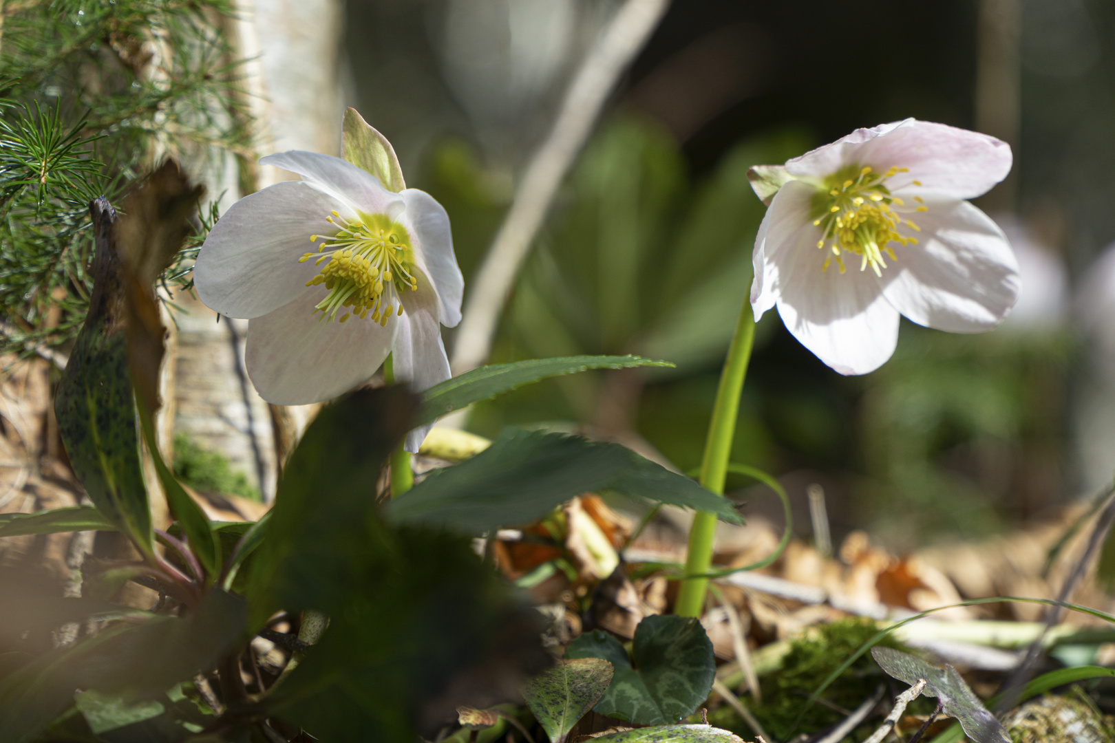 Schneerose