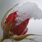 Schneerose