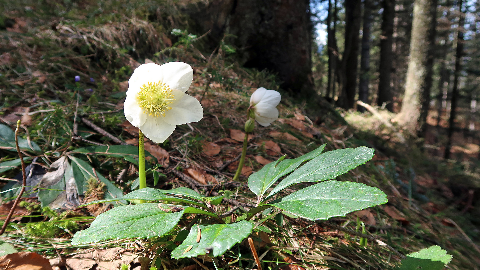 Schneerose