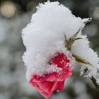 Schneerose