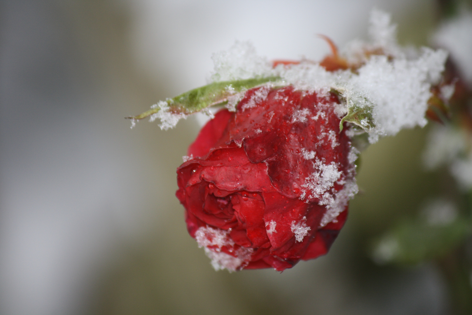 Schneerose...