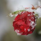 Schneerose...