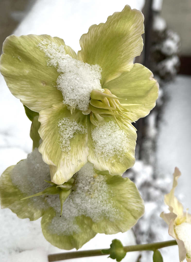 Schneerose artgerecht