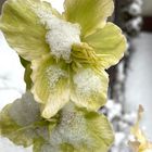 Schneerose artgerecht