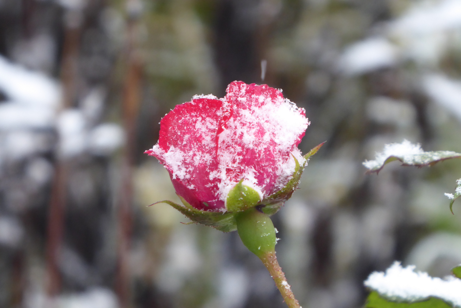 Schneerose