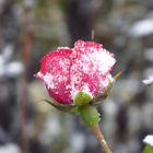 Schneerose