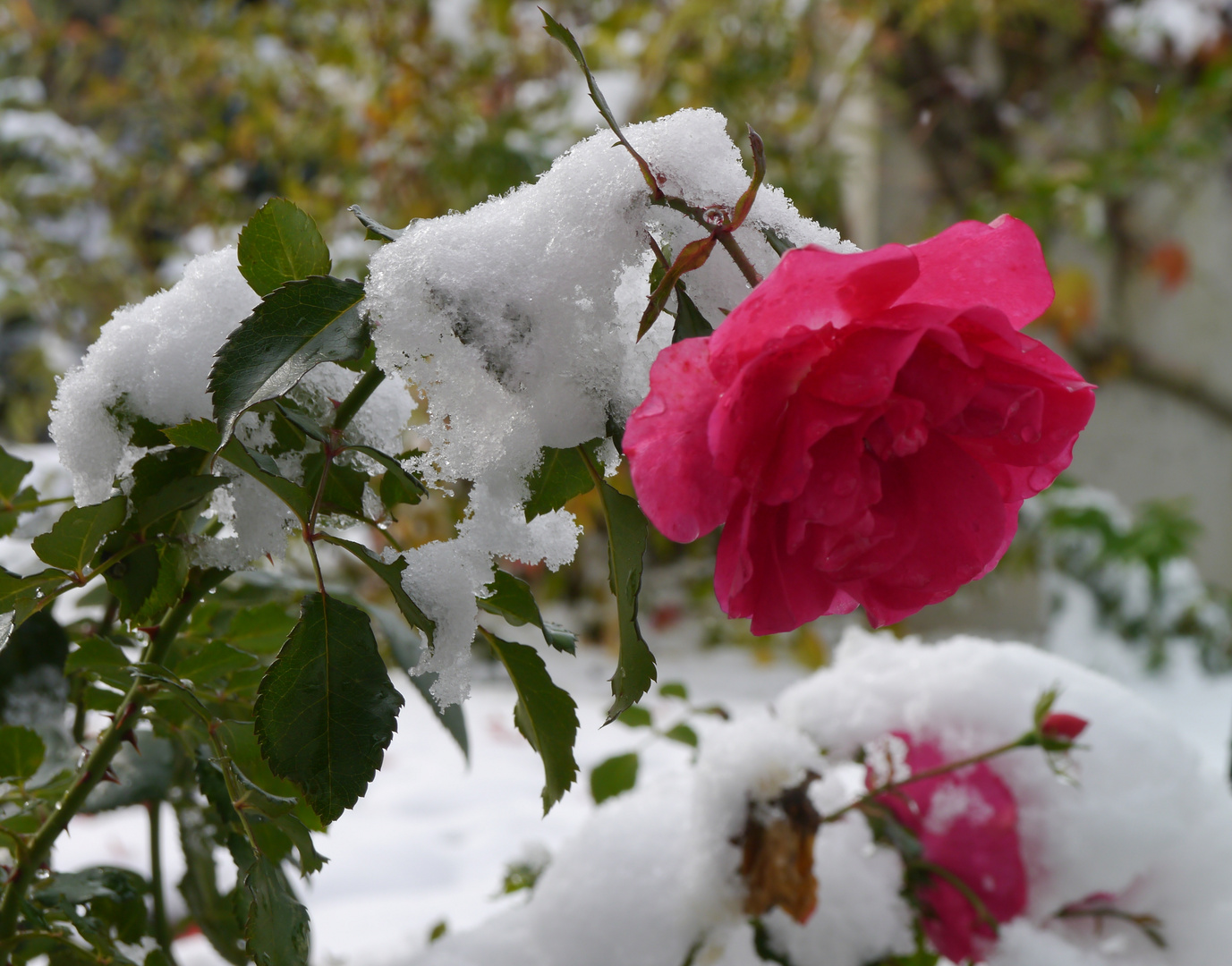 Schneerose