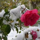 Schneerose