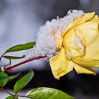 Schneerose