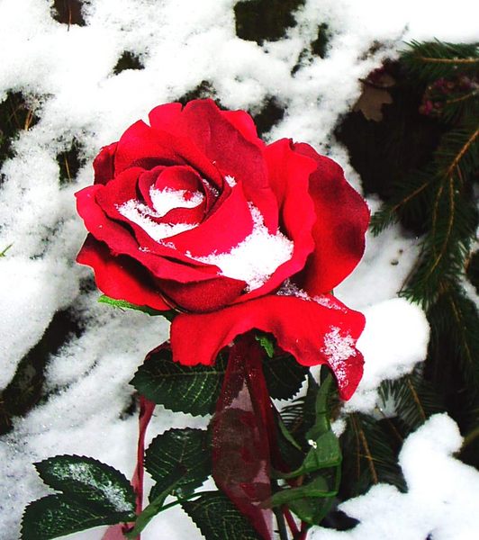 Schneerose