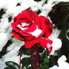 Schneerose