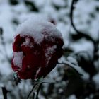 Schneerose