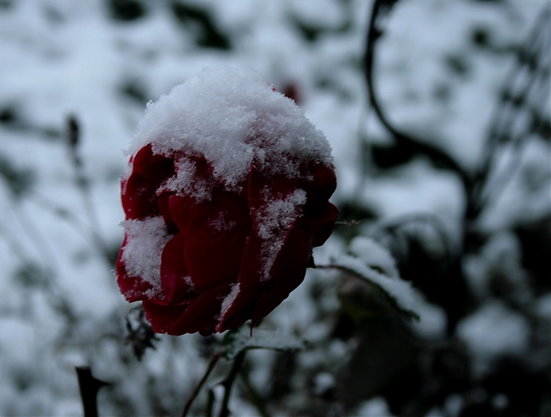 Schneerose