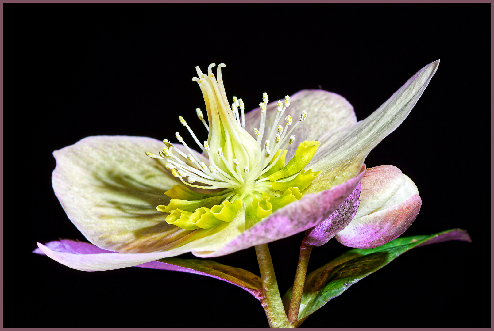 Schneerose, Blüte und Blütenknospe