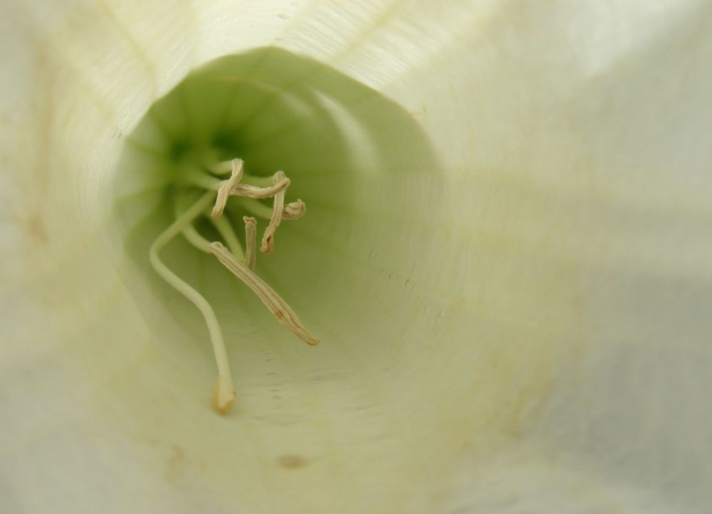 Schneerose von csini 