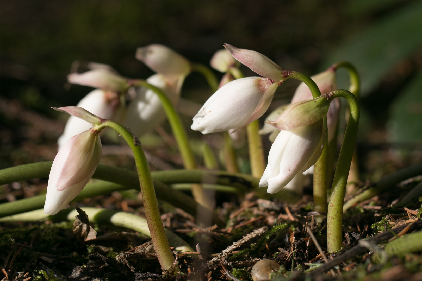 Schneerose