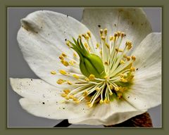 Schneerose, ein Frühlingsbote