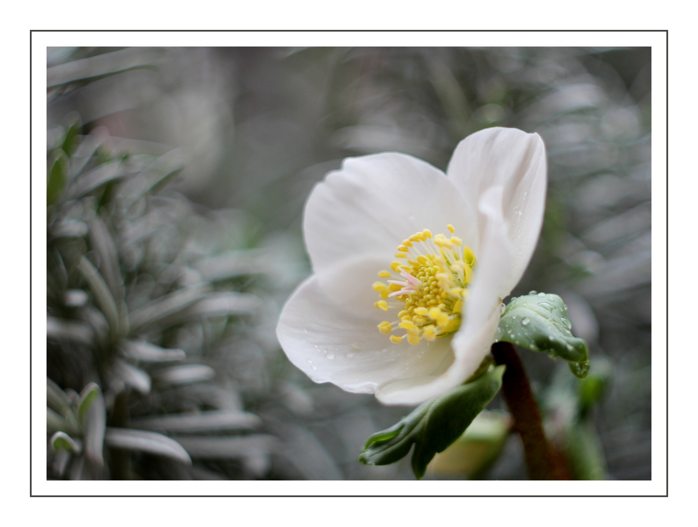 Schneerose (Helleborus niger)...