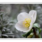 Schneerose (Helleborus niger)...