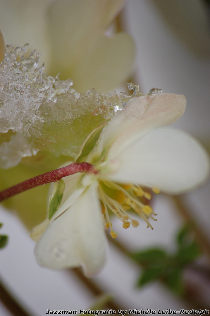 Schneerose im Eis