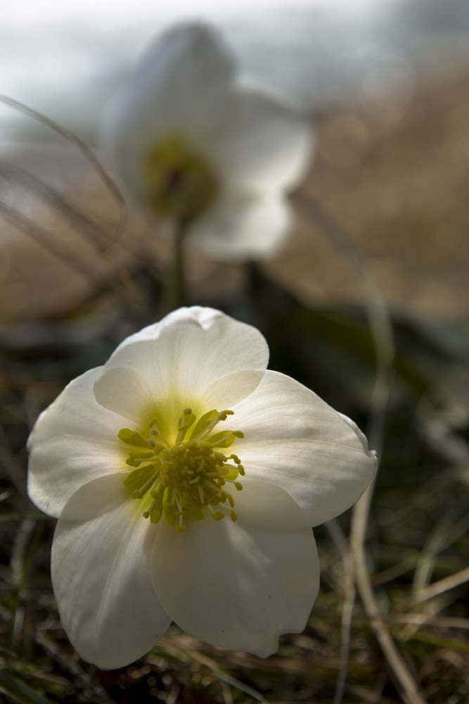 Schneerose im Morgenlicht