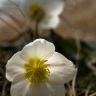 Schneerose im Morgenlicht