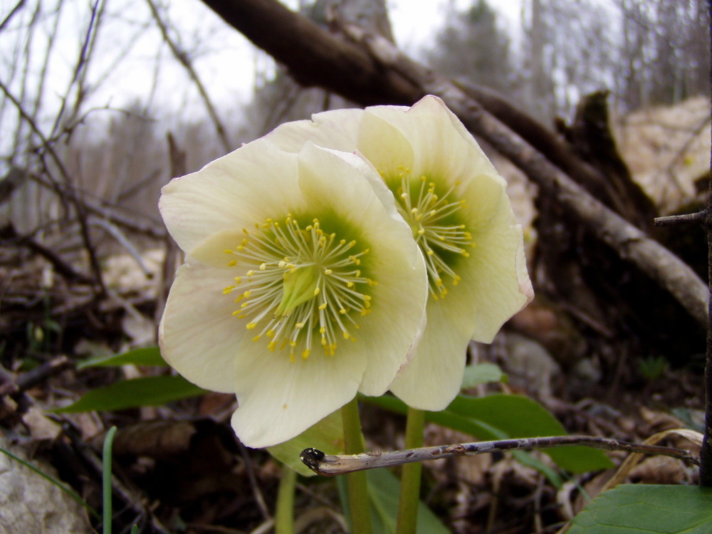 Schneerose im Wald