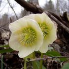 Schneerose im Wald