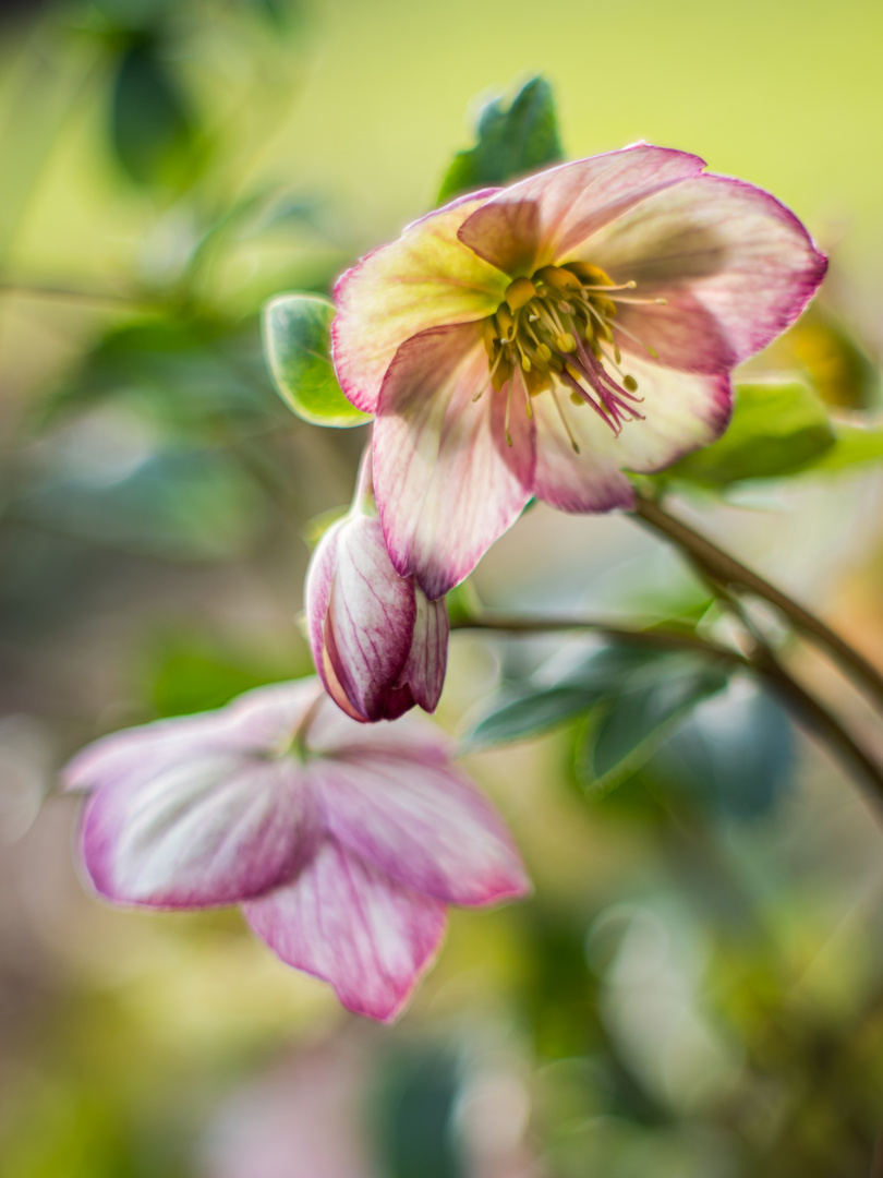 Schneerose in Gelbrosè