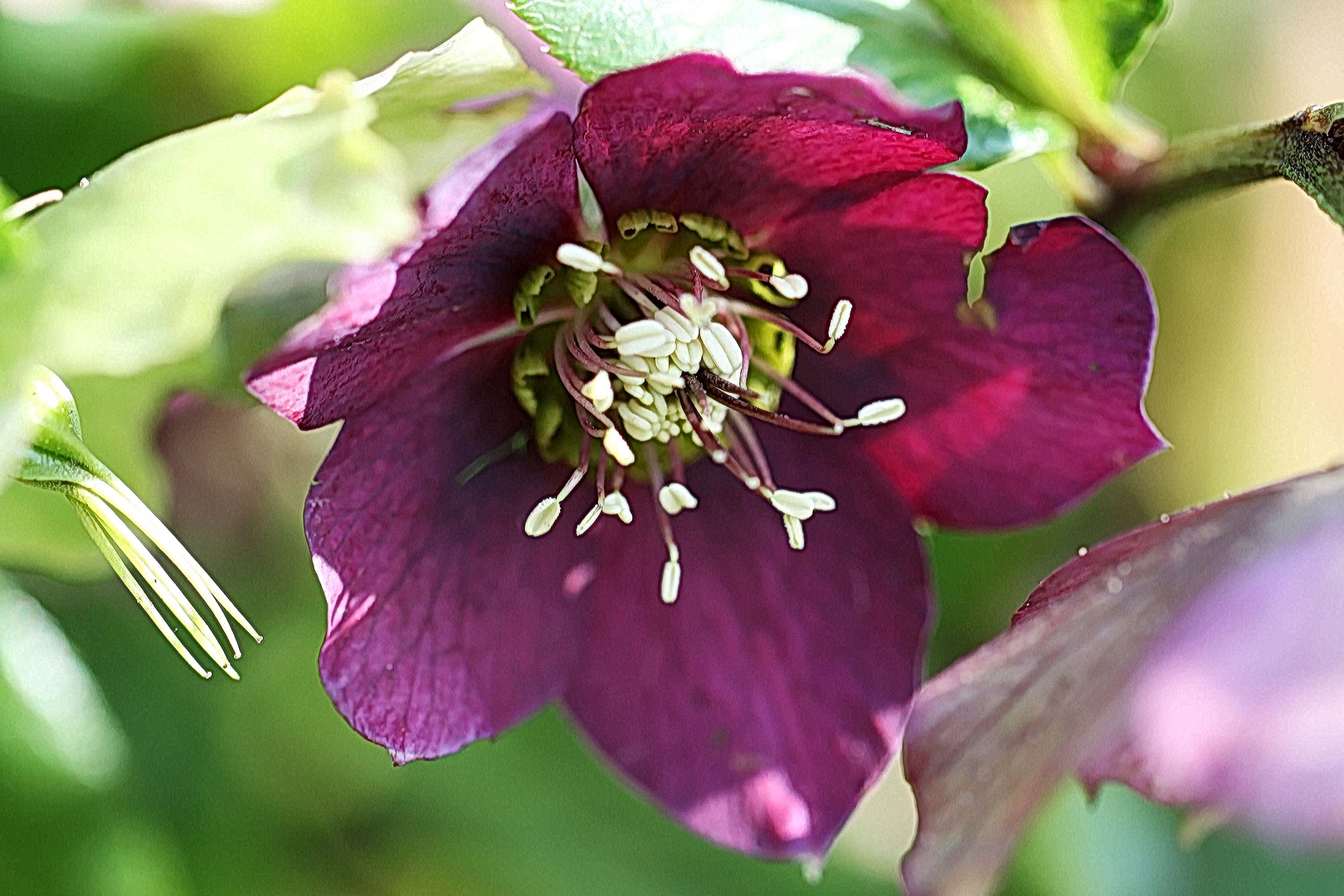 Schneerose in rot