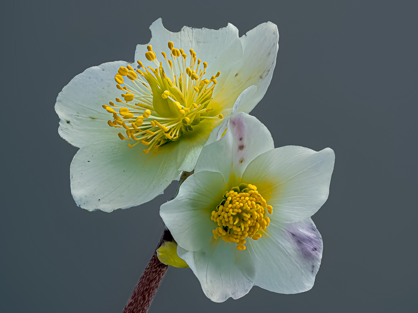 Schneerose, leicht angeknabbert