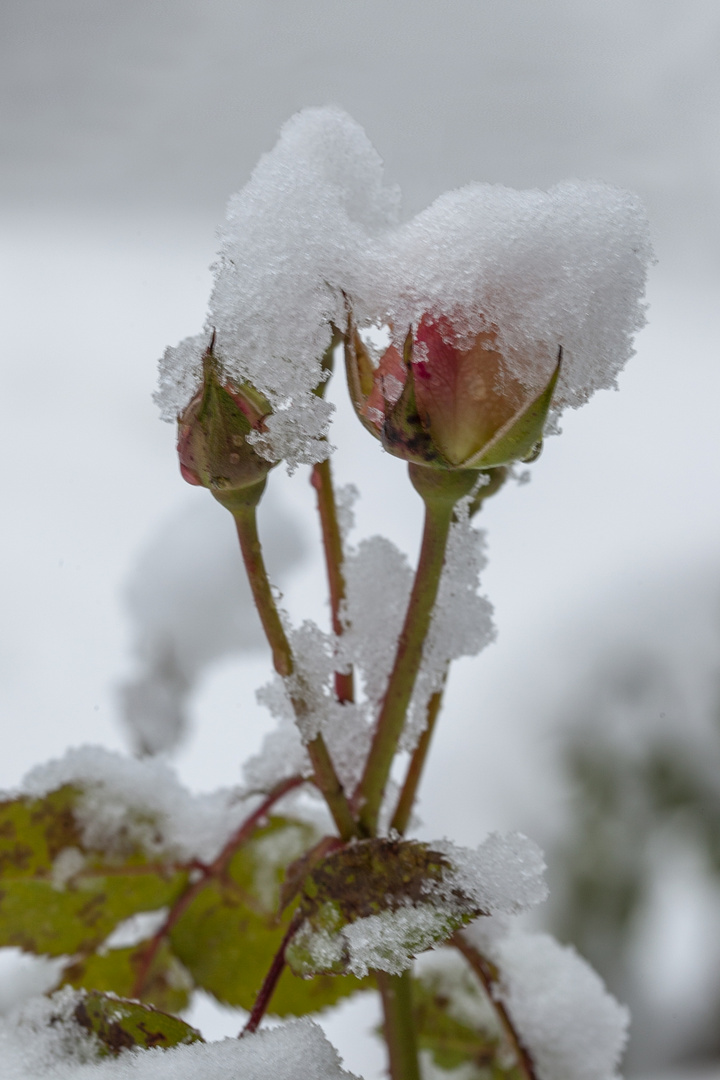 Schneerose oder Rose im Schnee?